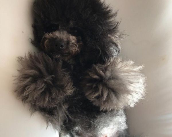 狗狗怀孕后的注意事项（为你的爱犬提供合适的孕期护理）