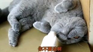 猫咪拔牙后，细心护理，饮食调整是关键。