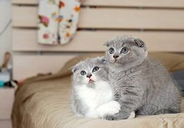 为断奶小猫打造营养均衡饮食