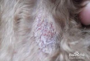 宠物皮肤护理:防抓破攻略