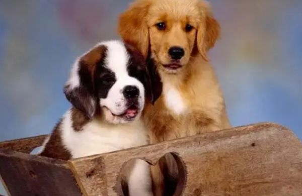 狗粮的种类有哪些？过来看看吧