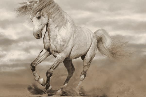 如何喂食贵宾犬，如何喂食贵宾犬狗粮