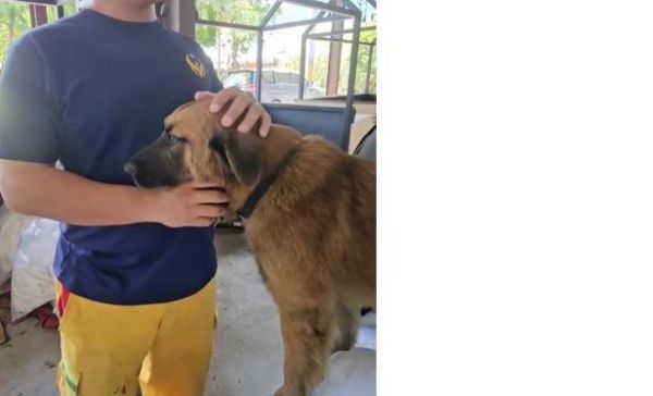 <a href=https://www.vso.com.cn/ target=_blank class=infotextkey>狗狗</a>”168“获救洗香香超淡定 见救牠特搜队员立刻黏住狂撒娇