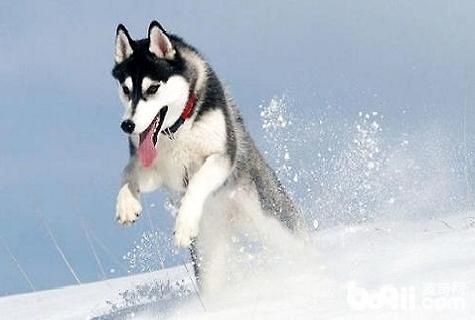 养什么宠物犬比较好