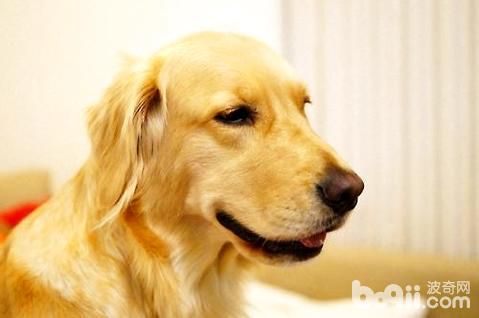 养什么宠物犬比较好