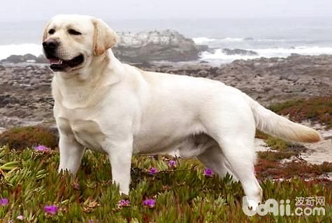 养什么宠物犬比较好