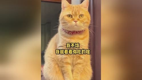 你吃饭的时候也有一只这样的小猫咪盯着你看吗