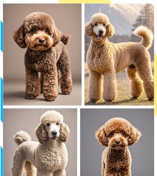 贵宾犬中像羊驼的是哪种？