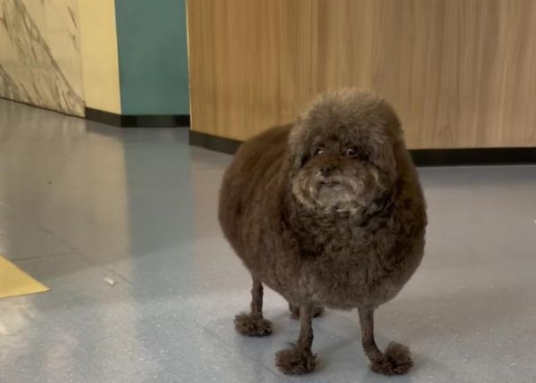 贵宾犬中像羊驼的是哪种？