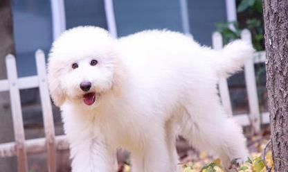 贵宾犬中像羊驼的是哪种？