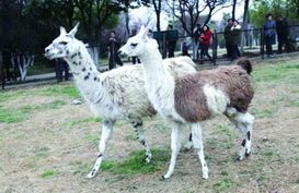 羊驼价格不一,选对品种是关键。