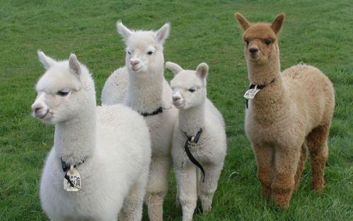 羊驼价格不一，选对品种是关键。