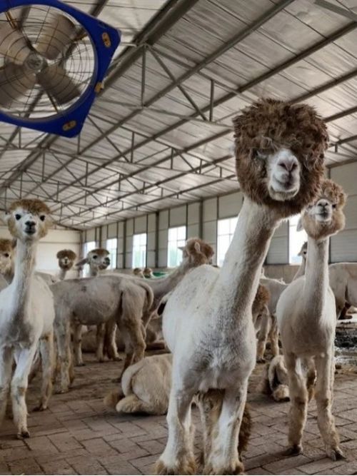 羊驼价格因品种、年龄等因素而异。