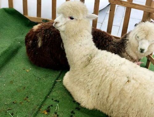 马泥羊驼饲养简单，适应性强。