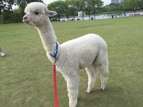 羊驼购买首选温顺型,适合家庭宠物。