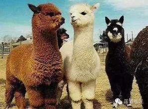 羊驼购买首选温顺型，适合家庭宠物。