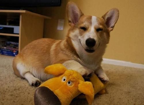 羊驼形状的狗狗：柯基犬