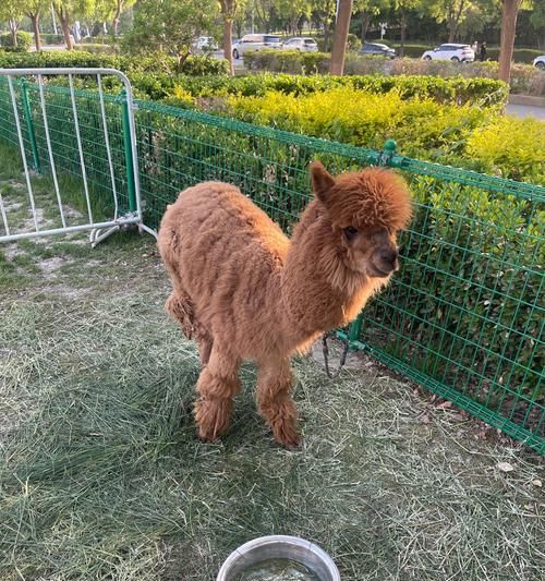 万达萌宠羊驼怎么样啊值得买吗？万达萌宠羊驼的质量如何？