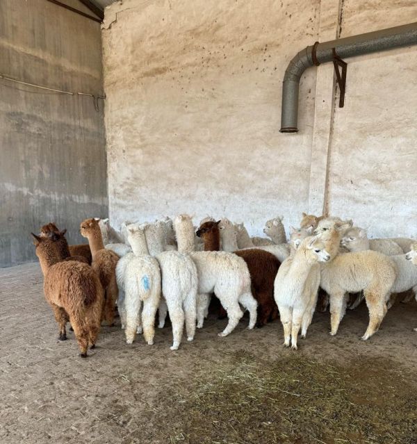 万达萌宠羊驼怎么样啊值得买吗？万达萌宠羊驼的质量如何？