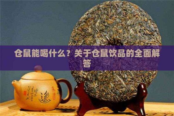 仓鼠能喝什么？关于仓鼠饮品的全面解答