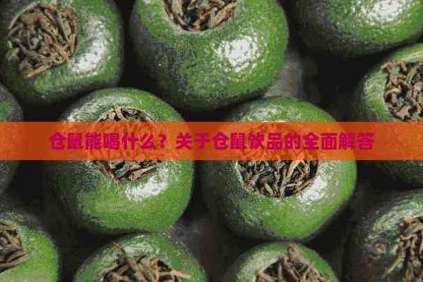 仓鼠能喝什么？关于仓鼠饮品的全面解答