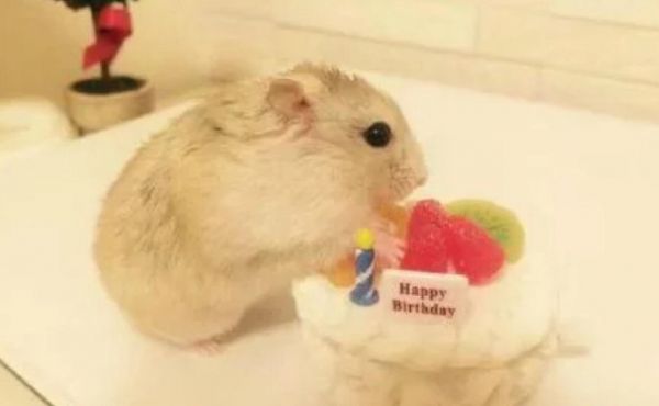 小小老鼠，小小宠物，养它的小伙伴要注意这几点!