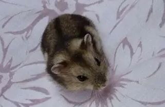 家养三线仓鼠有没有细菌