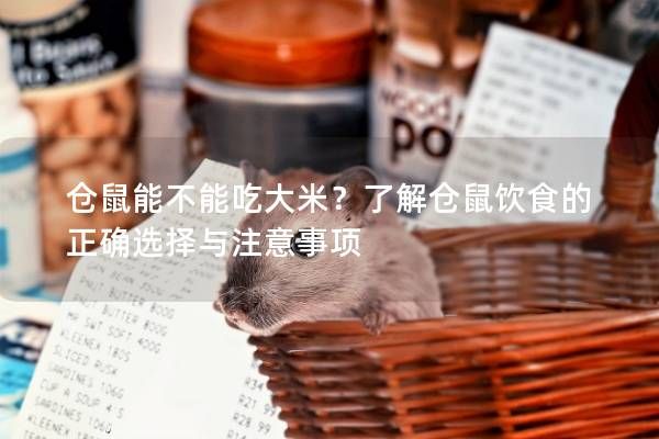 仓鼠能不能吃大米？了解仓鼠饮食的正确选择与注意事项
