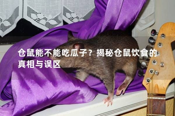 仓鼠能不能吃瓜子？揭秘仓鼠饮食的真相与误区
