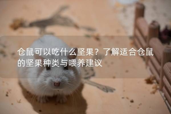 仓鼠可以吃什么坚果？了解适合仓鼠的坚果种类与喂养建议