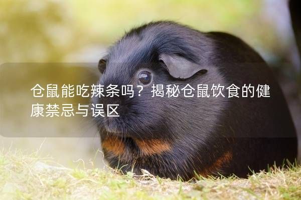 仓鼠能吃辣条吗？揭秘仓鼠饮食的健康禁忌与误区