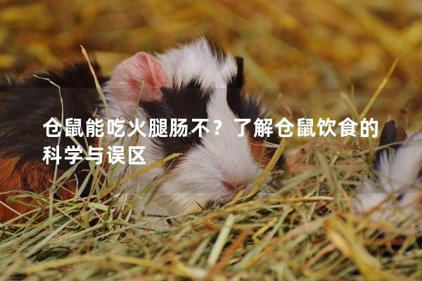 仓鼠能吃火腿肠不？了解仓鼠饮食的科学与误区