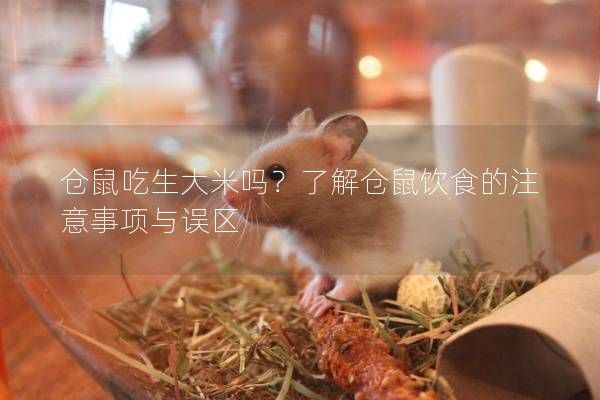 仓鼠吃生大米吗？了解仓鼠饮食的注意事项与误区