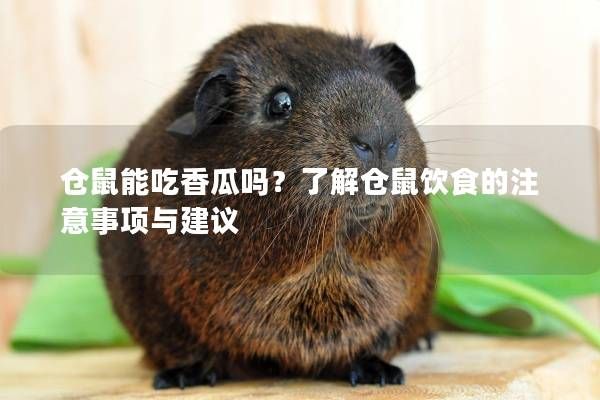 仓鼠能吃香瓜吗？了解仓鼠饮食的注意事项与建议