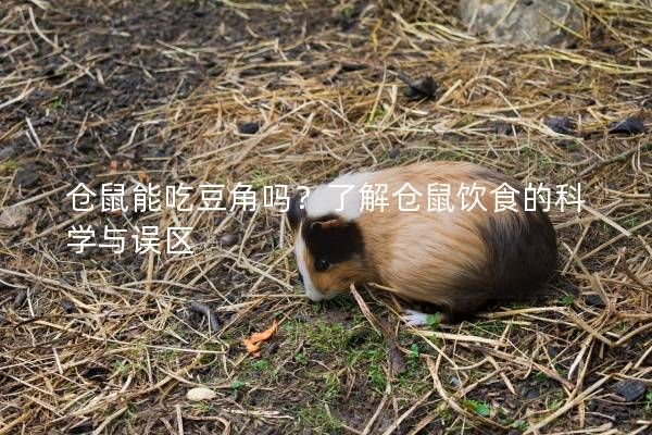 仓鼠能吃豆角吗？了解仓鼠饮食的科学与误区