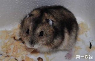饲养仓鼠需要注意什么有哪些常见误区?