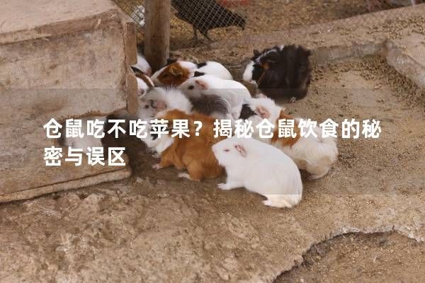 仓鼠吃不吃苹果？揭秘仓鼠饮食的秘密与误区