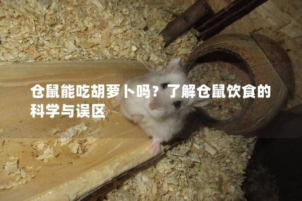 仓鼠能吃胡萝卜吗？了解仓鼠饮食的科学与误区