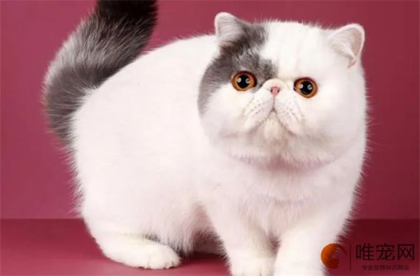 异国短毛猫贵吗 多少钱一只