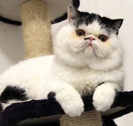 异国短毛猫,价格亲民,宠物新选择。