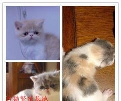 异国短毛猫,价格亲民,宠物新选择。