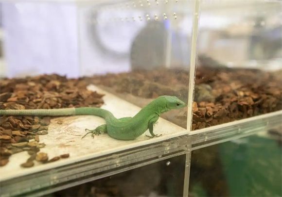 揭秘宠物蜥蜴的全面养护秘籍，你get了吗？