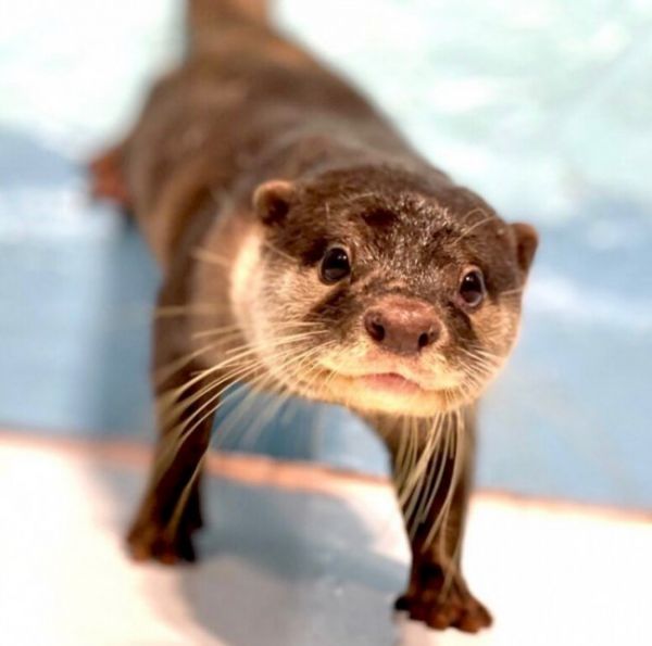 东京特色动物Cafe