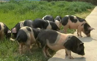 一起来瞧瞧小花猪的生活习性