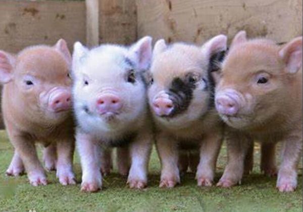 常见的家猪,你了解多少?