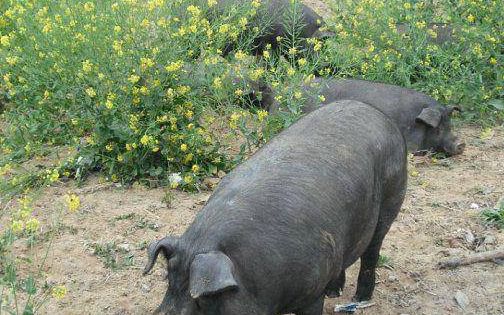 母猪界的产仔冠军—太湖猪