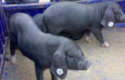 母猪界的产仔冠军—太湖猪