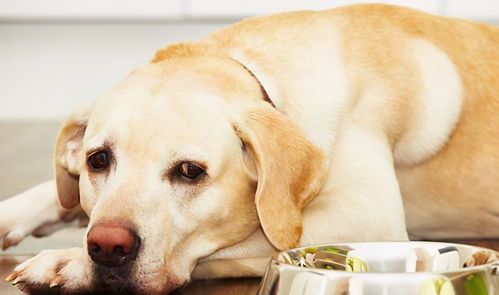 为什么很多人给宠物喂食不适合的食物?