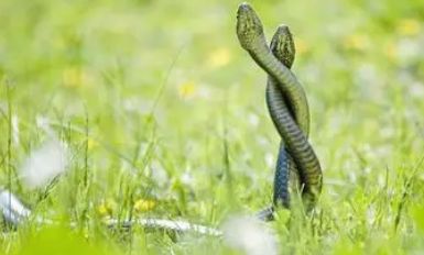 看见两条蛇缠在一起是什么征兆