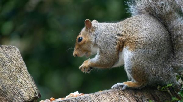 东部灰松鼠 免费库存视频片段、免版税4K 高清视频剪辑